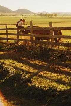 horse feeds